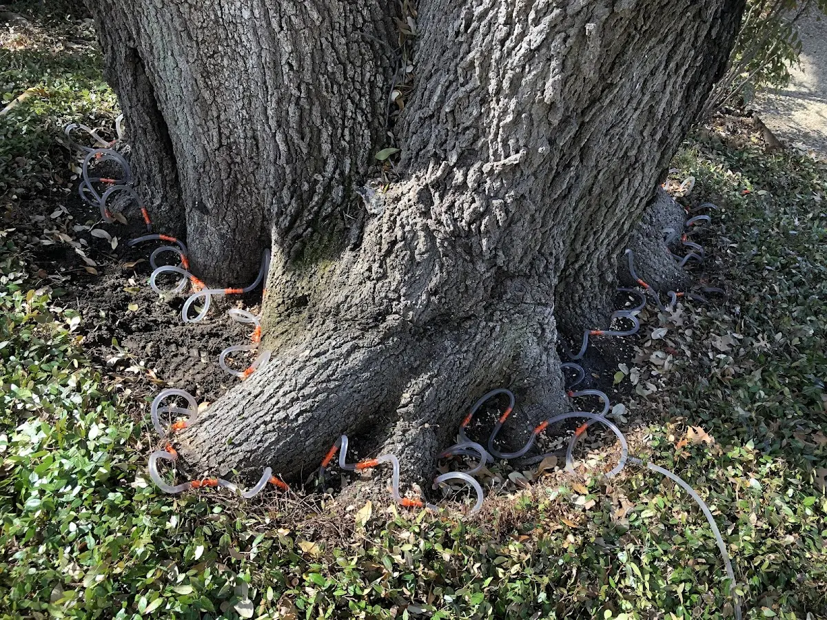 Detailed Tree Cabling and Bracing job site in Portland